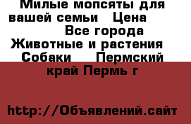 Милые мопсяты для вашей семьи › Цена ­ 20 000 - Все города Животные и растения » Собаки   . Пермский край,Пермь г.